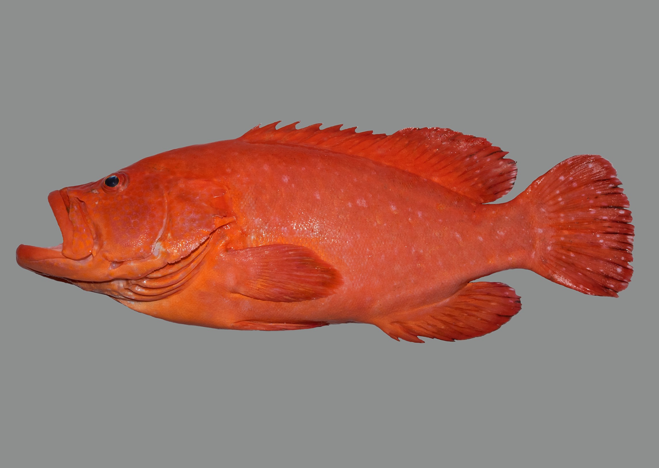 Cephalopholis sonnerati, 29 cm SL, Socotra Archipelago: Abd Al-Kuri Island; S.V. Bogorodsky & U. Zajonz